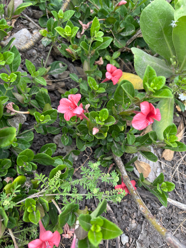 Barleria repens observed 2026-04-27