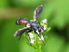 Cylindromyia
