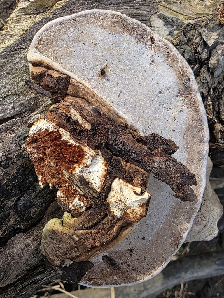Ganoderma applanatum · April 2026 · photo: © kristinpiston (iNaturalist, cc0)