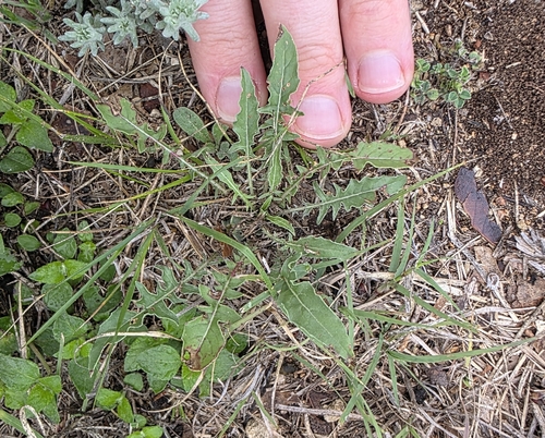 Oenothera triloba, photograph 5