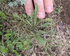 Oenothera triloba, photograph (c) Cleveland Powell, some rights reserved (CC BY)