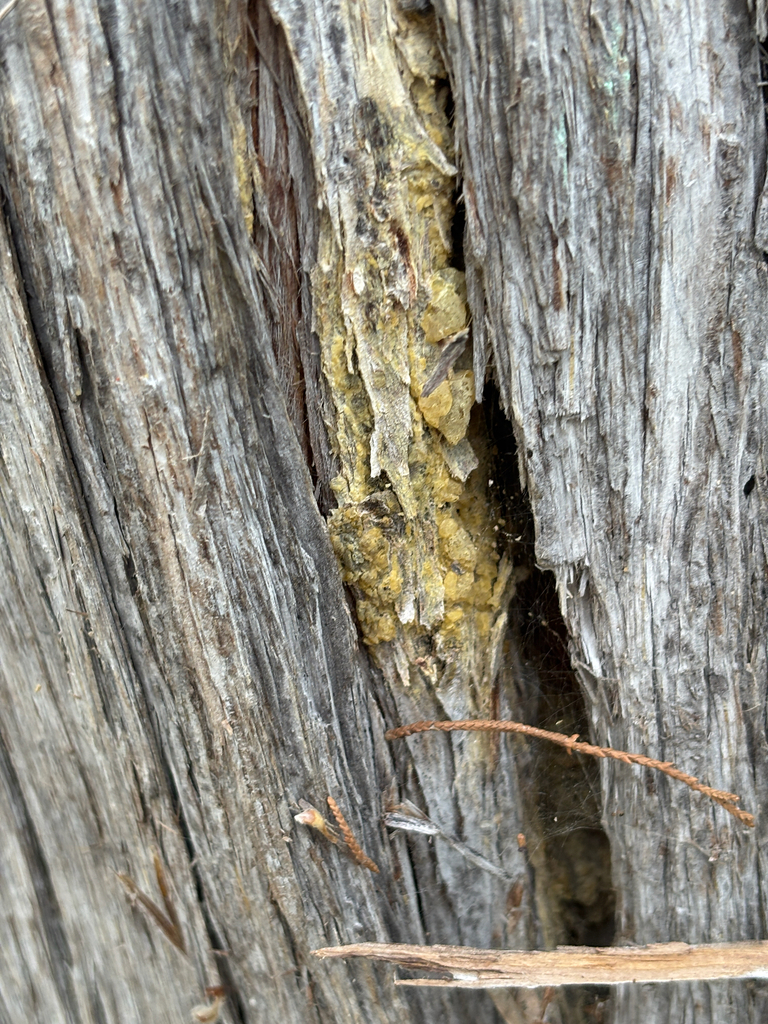 Fomitopsis juniperina · April 2026 · photo: © samantha_knight (iNaturalist, cc-by)