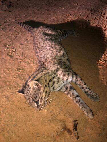 Geoffroy's Cat