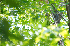 Leiothlypis ruficapilla