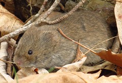 Microtus pinetorum