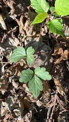 Cardamine angustata