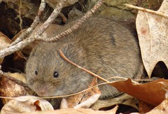 Microtus pinetorum