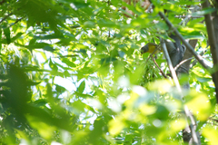 Leiothlypis ruficapilla