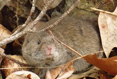 Microtus pinetorum