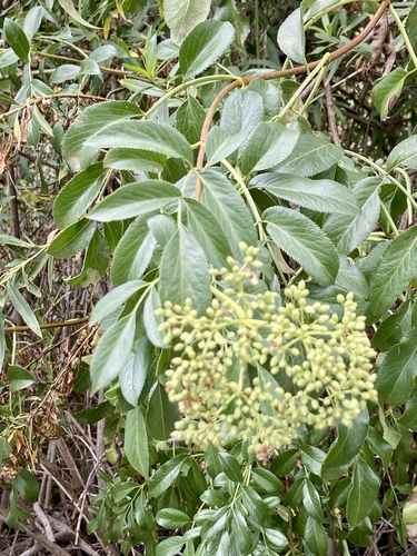 iNaturalist observation photo of Blue Elderberry