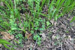 Lysimachia nummularia