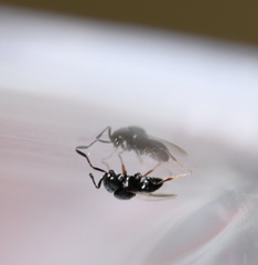 Trissolcus