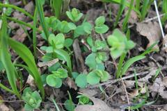 Lysimachia nummularia