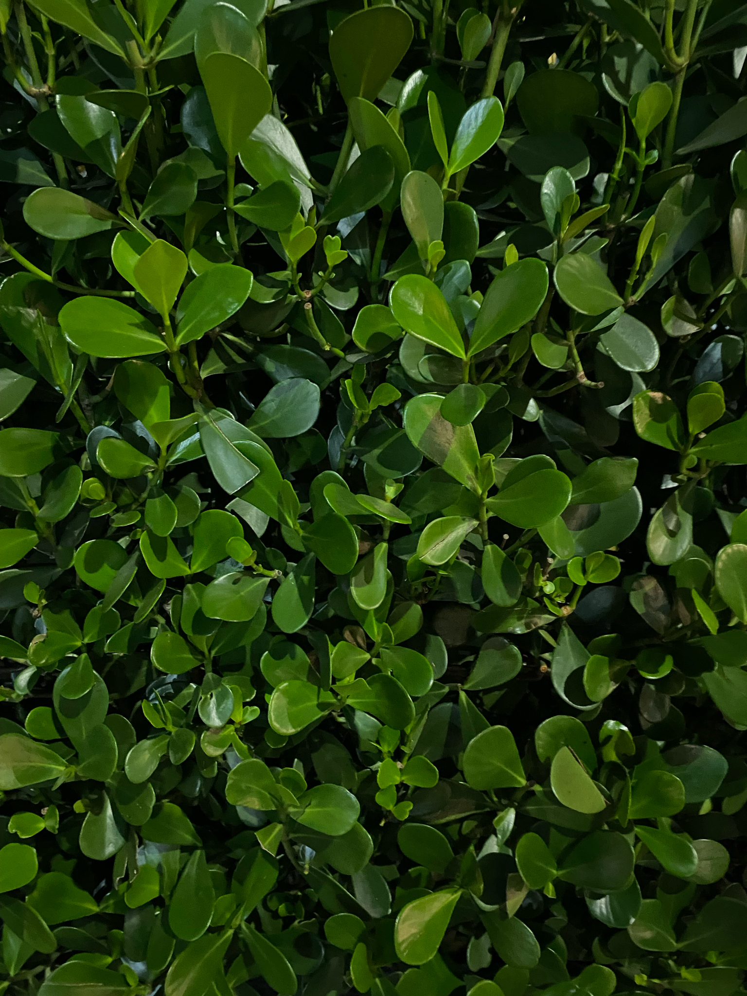 Clusia fluminensis