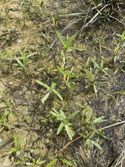 Iva asperifolia