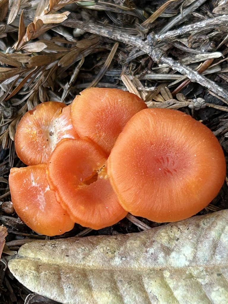 Hygrocybe miniata · April 2026 · photo: © wordjourneys (iNaturalist, cc-by-sa)