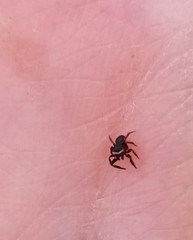 Chalcoscirtus diminutus