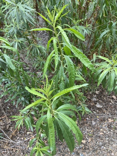 iNaturalist observation photo of mule fat
