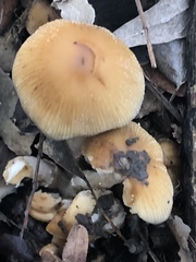 Coprinellus
