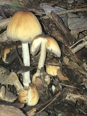 Coprinellus