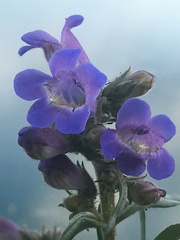 Penstemon gormanii