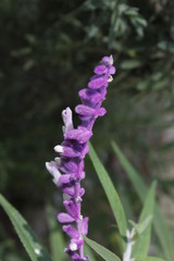Salvia leucantha