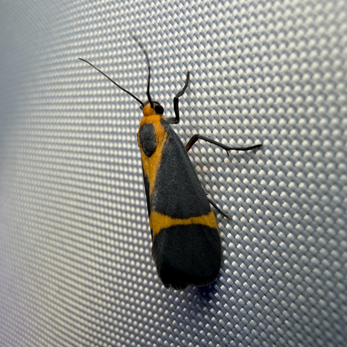 Thin-banded Lichen Moth photo 5