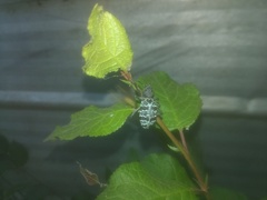 Aegorhinus superciliosus