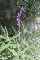 Salvia leucantha