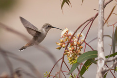 Oasis Hummingbird photo 4