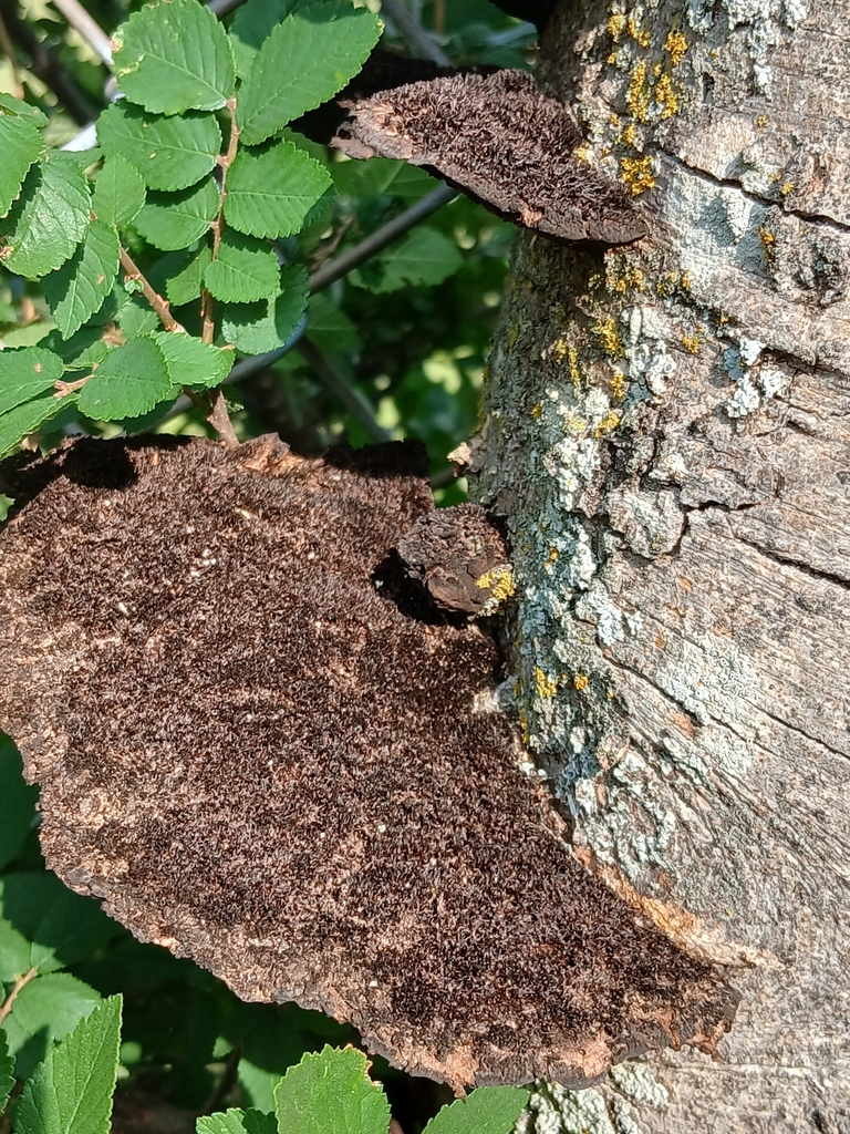 Hexagonia hydnoides · April 2026 · photo: © eleanorpate (iNaturalist, CC)