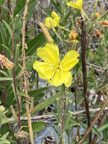 iNaturalist observation photo of tall evening primrose