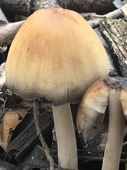 Coprinellus