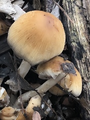 Coprinellus