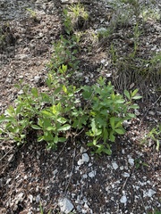 Solidago radula, photograph author not stated, no rights reserved