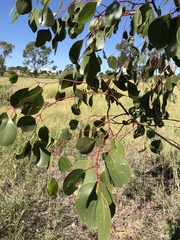 Eucalyptus populnea