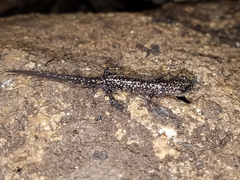 Plethodon glutinosus