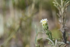 Microgyne trifurcata