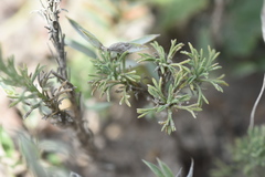 Microgyne trifurcata