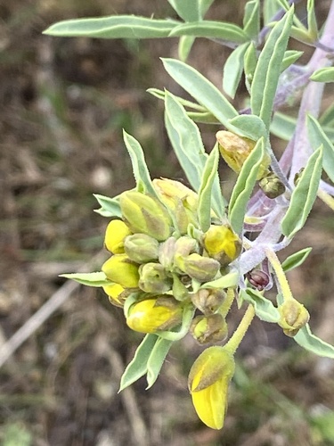 iNaturalist observation photo of Bladderpod