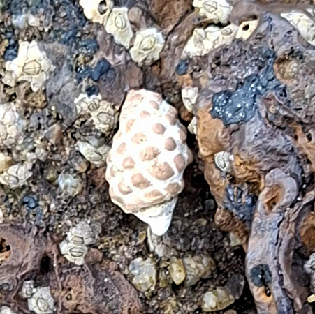 Arakawania marginalba