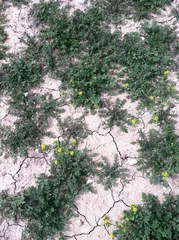 Lepidium flavum felipense