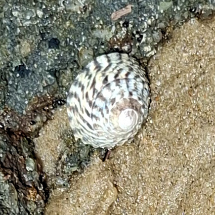 Bembicium nanum