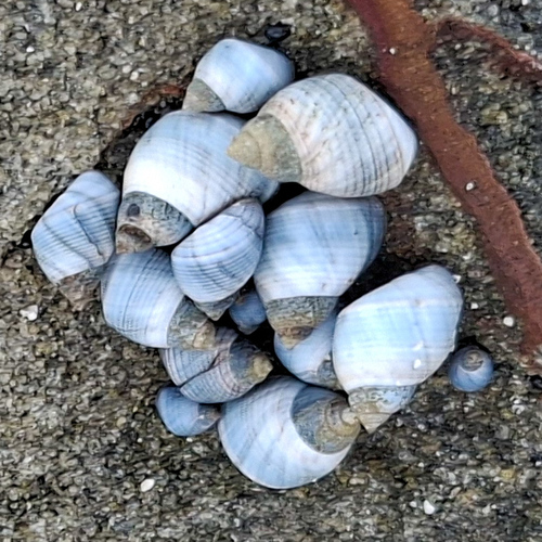 Austrolittorina unifasciata