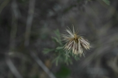 Microgyne trifurcata