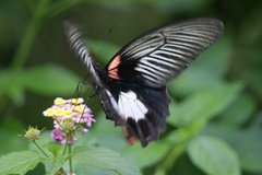 Papilio rumanzovia