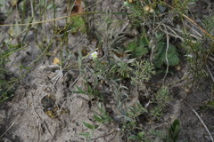 Microgyne trifurcata