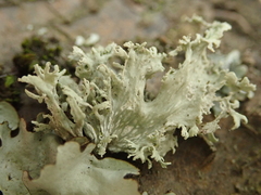 Ramalina canariensis
