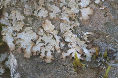 Punctelia stictica