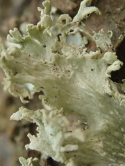 Ramalina canariensis
